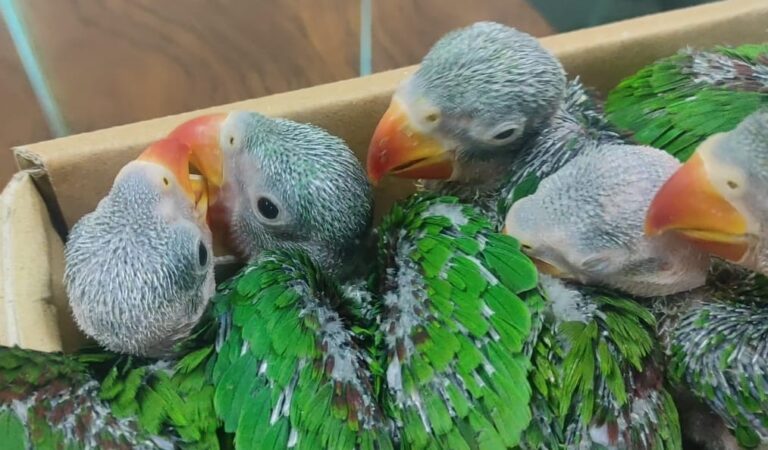 rare parrots