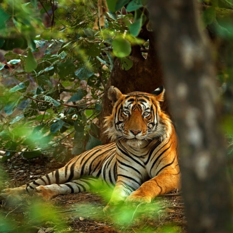 International-Tiger-Day