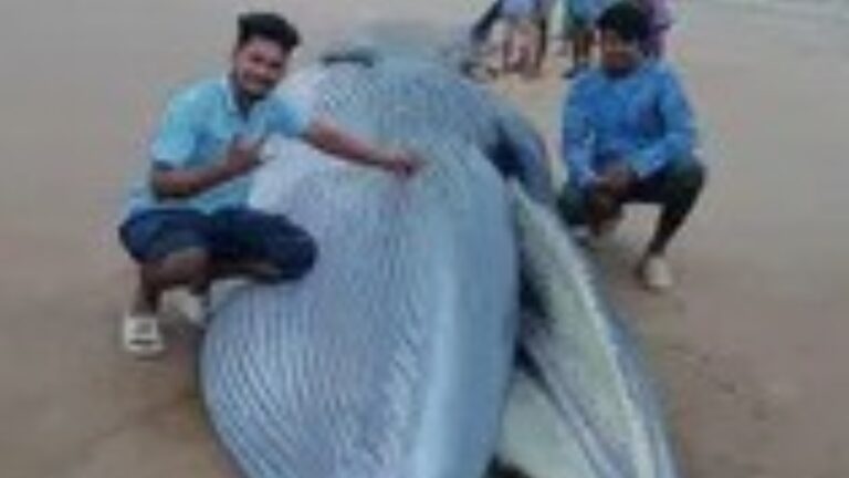 big whale