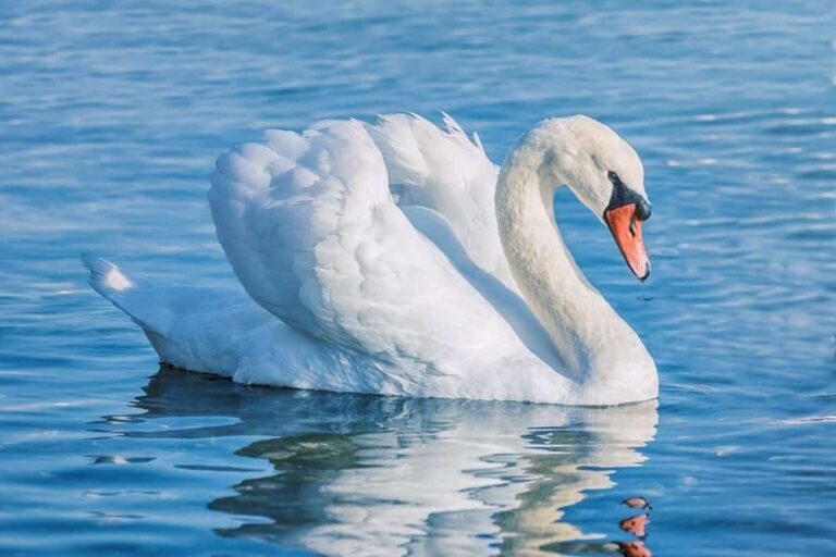 swan-3