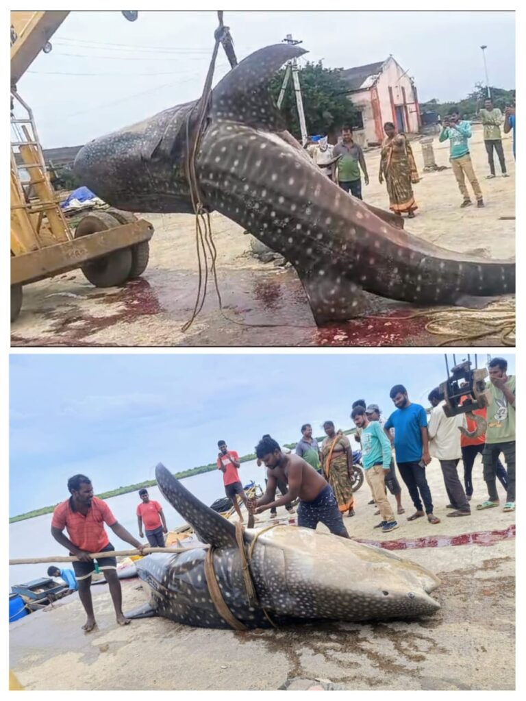 fish