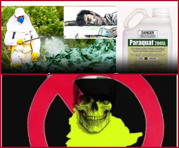 Paraquat.. a death trap in green villages!